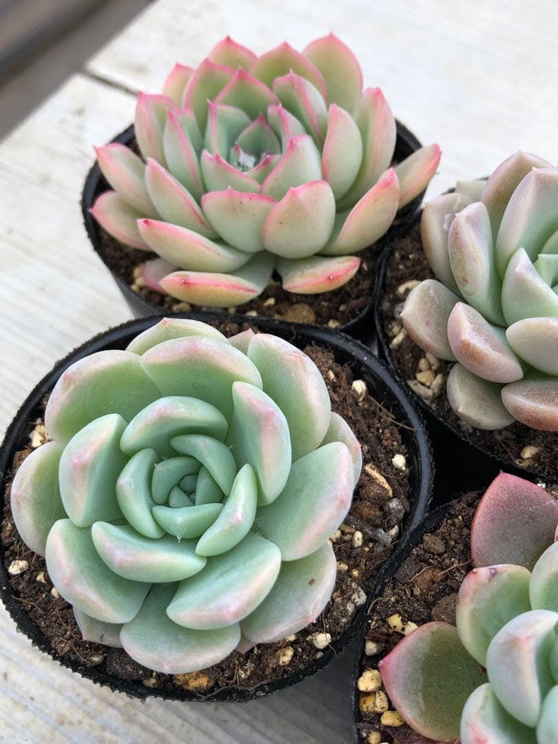 多肉植物 5品種♡抜き苗セット