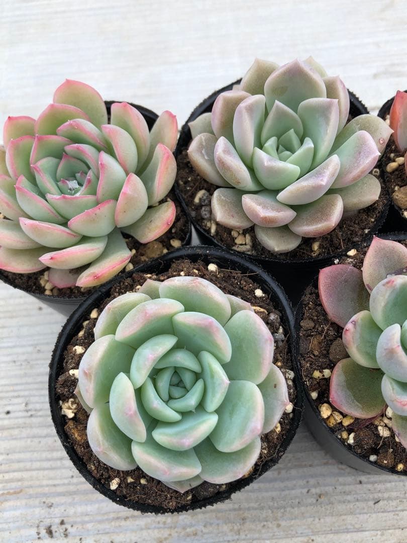 多肉植物 5品種♡抜き苗セット