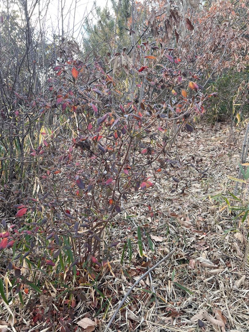 現品　ヤマツツジ　自然樹形　株立　1.6mほど　山採り