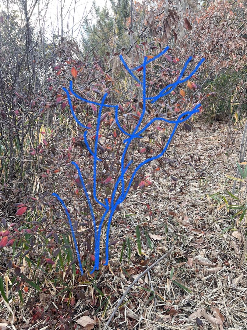 現品　ヤマツツジ　自然樹形　株立　1.6mほど　山採り