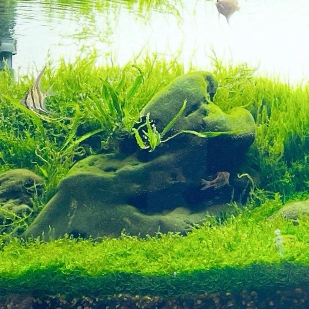八海石 26kg