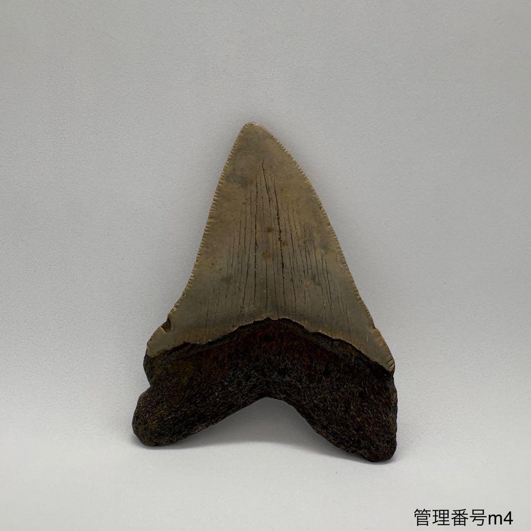 本物　メガロドンの歯　化石　サメ　7.7cm アメリカ合衆国