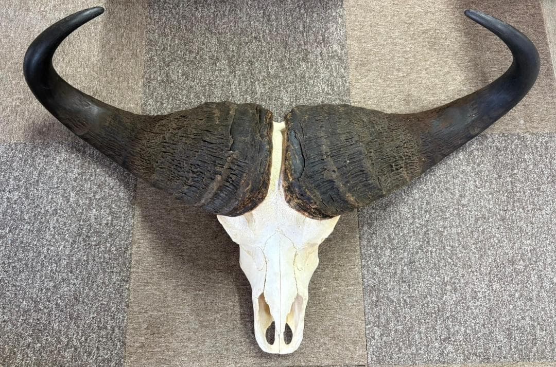 モンスターサイズ！ 103 cm！ ケープバッファロー スカルホーン