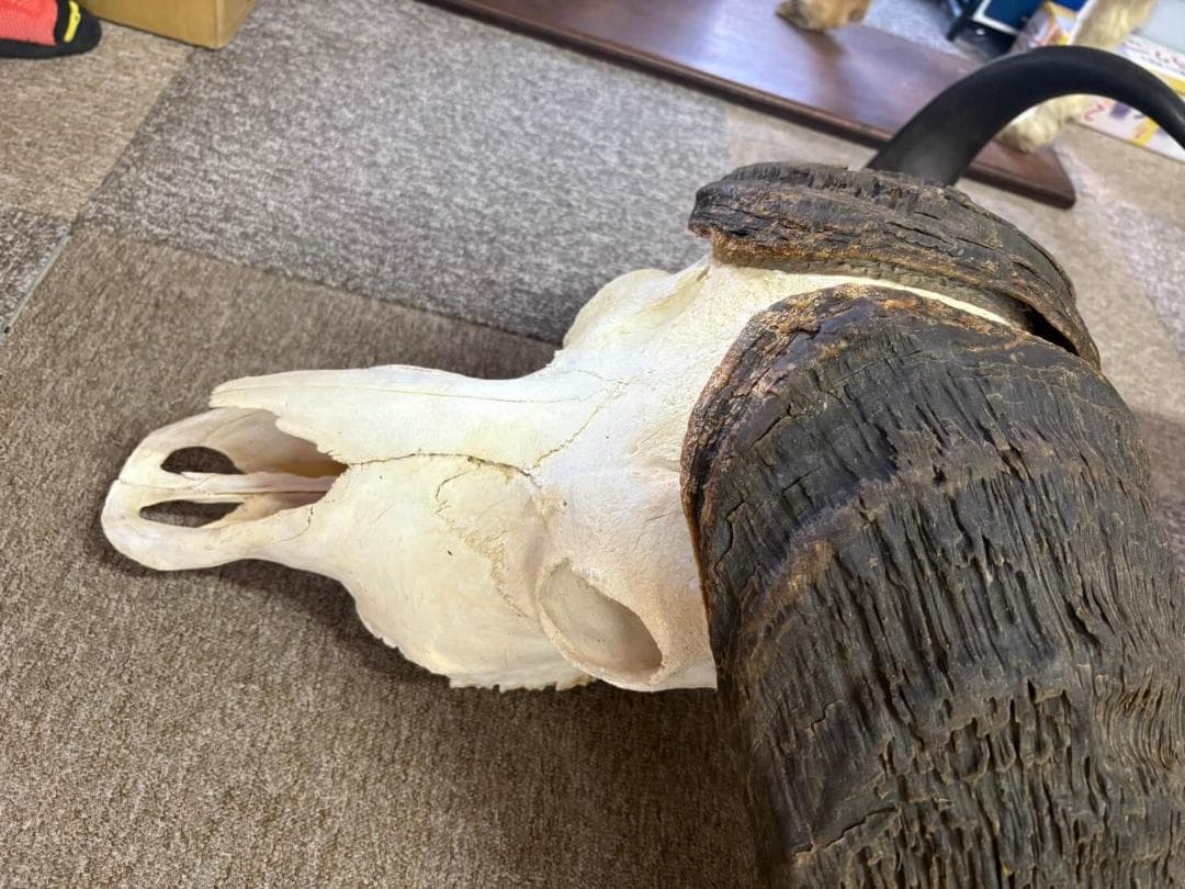 モンスターサイズ！ 103 cm！ ケープバッファロー スカルホーン