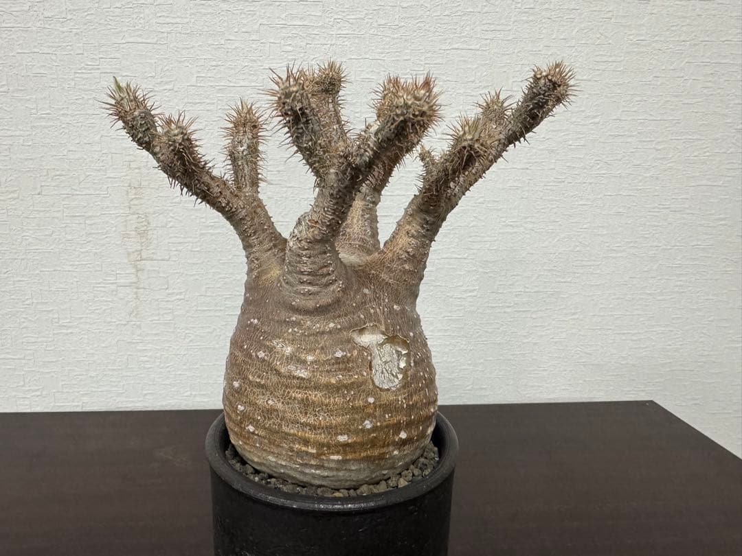 パキポディウム　グラキリス　⑦ 4年管理　　（検　アガベ　パキプス　チタノタ