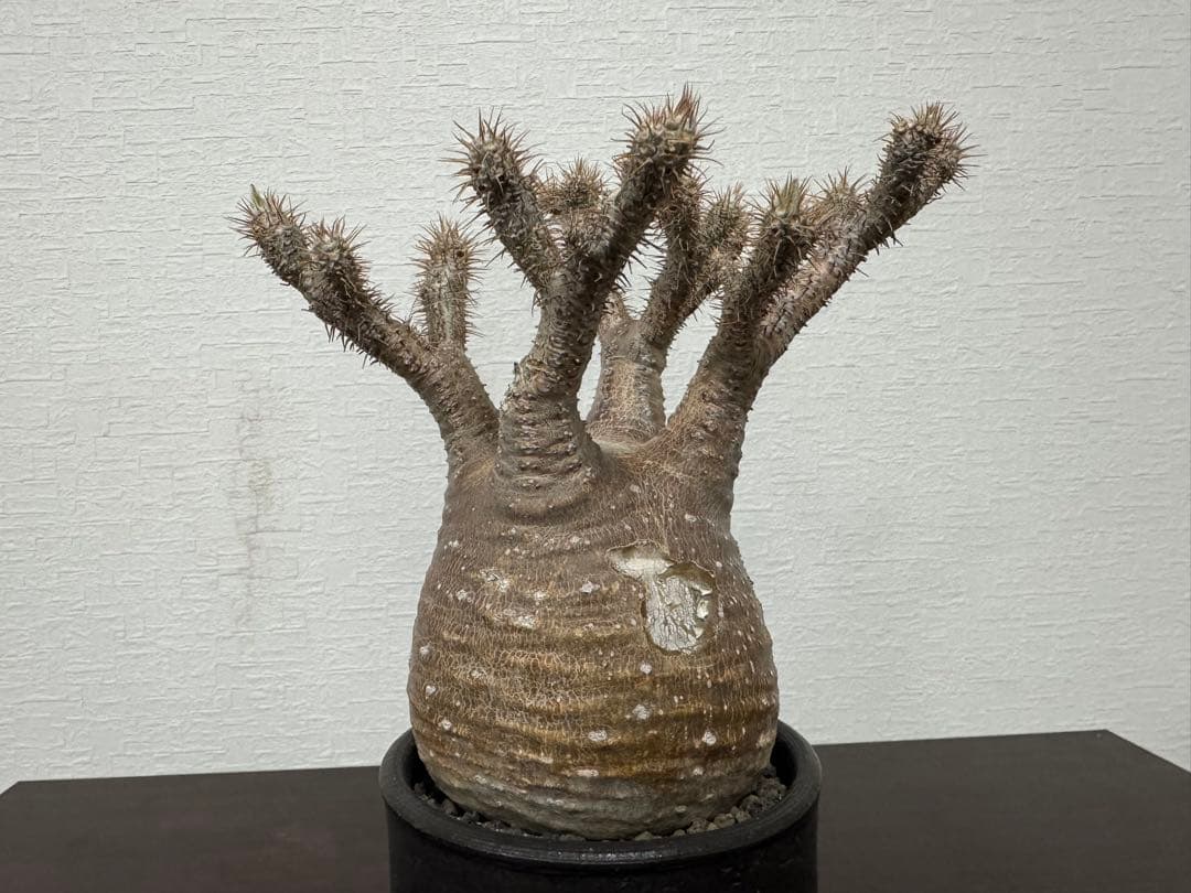 パキポディウム　グラキリス　⑦ 4年管理　　（検　アガベ　パキプス　チタノタ