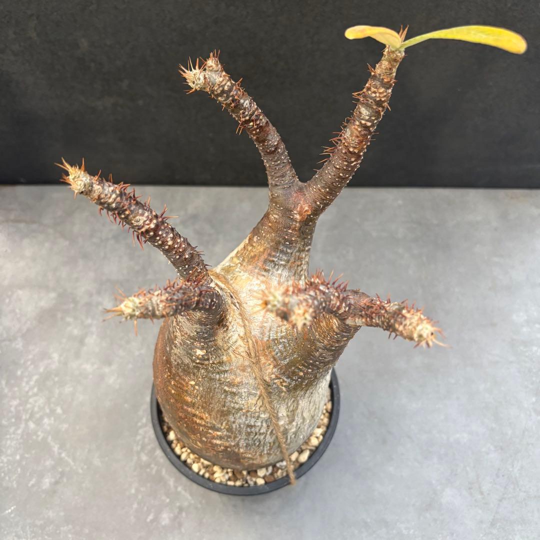 発根済 パキポディウム グラキリス 現地球 良型 塊根植物 コーデックス　NO3