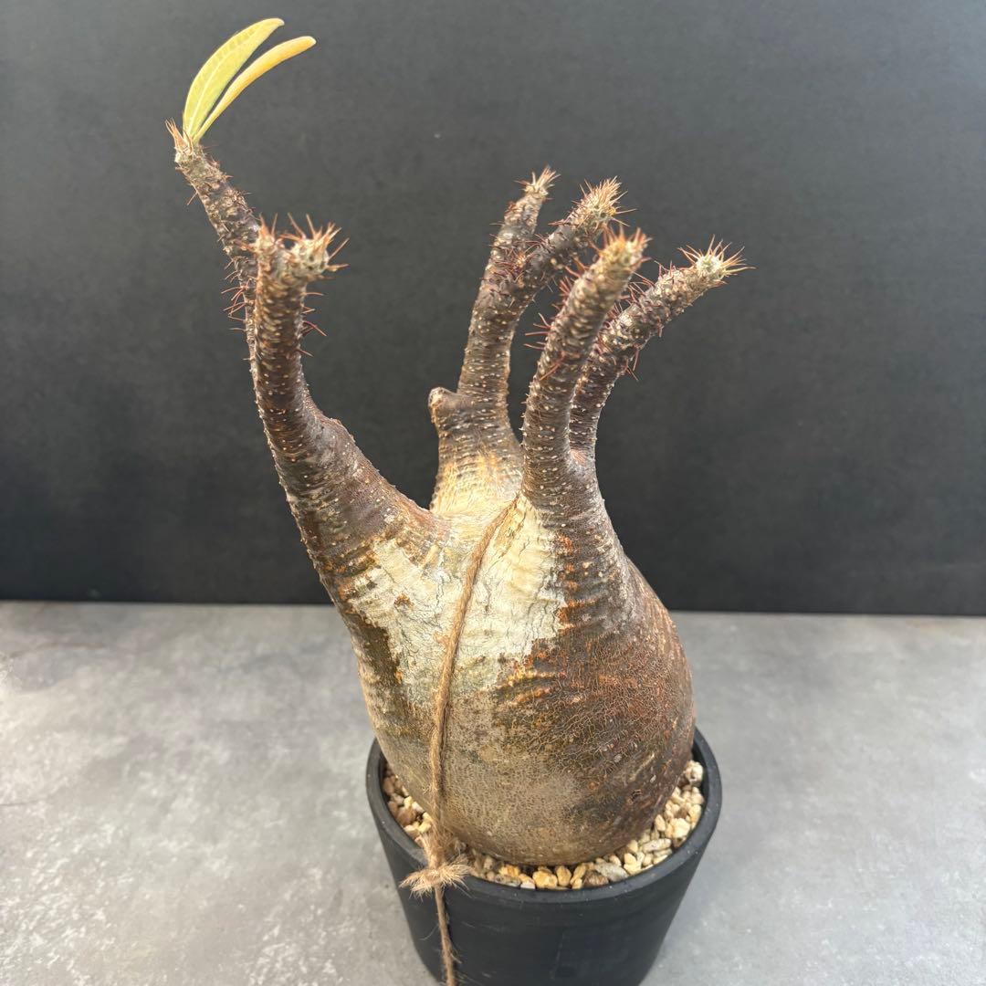 発根済 パキポディウム グラキリス 現地球 良型 塊根植物 コーデックス　NO3