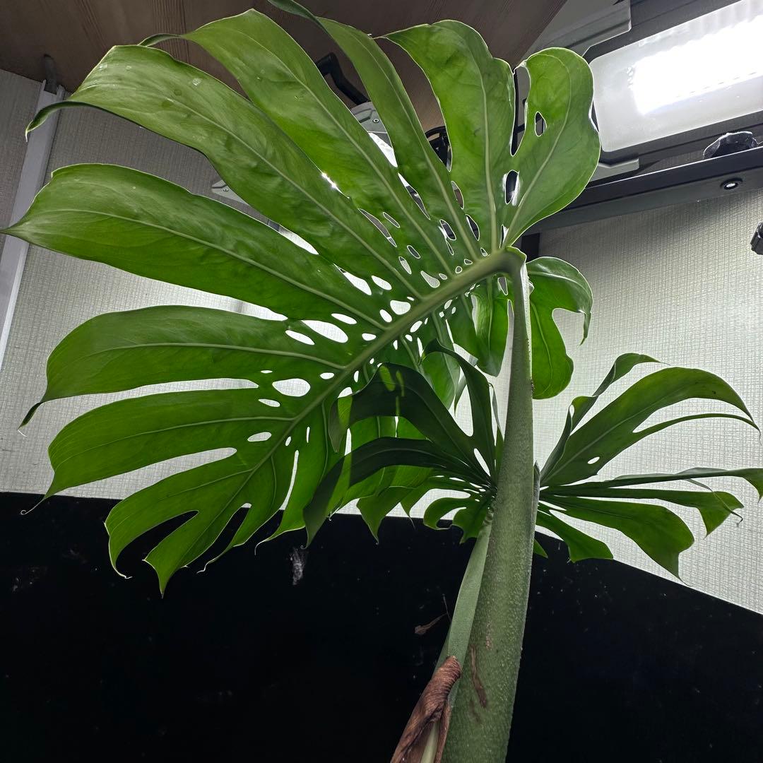 モンステラデリシオーサマクロコズム超希少系統鉢植え65㎝