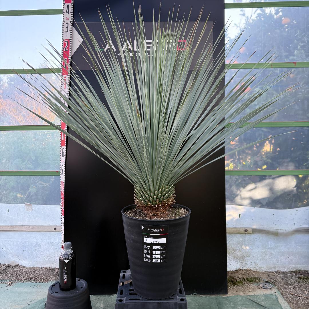 【AL1077】ユッカ　LA ALBERO　ランチョブルー　数量限定販売
