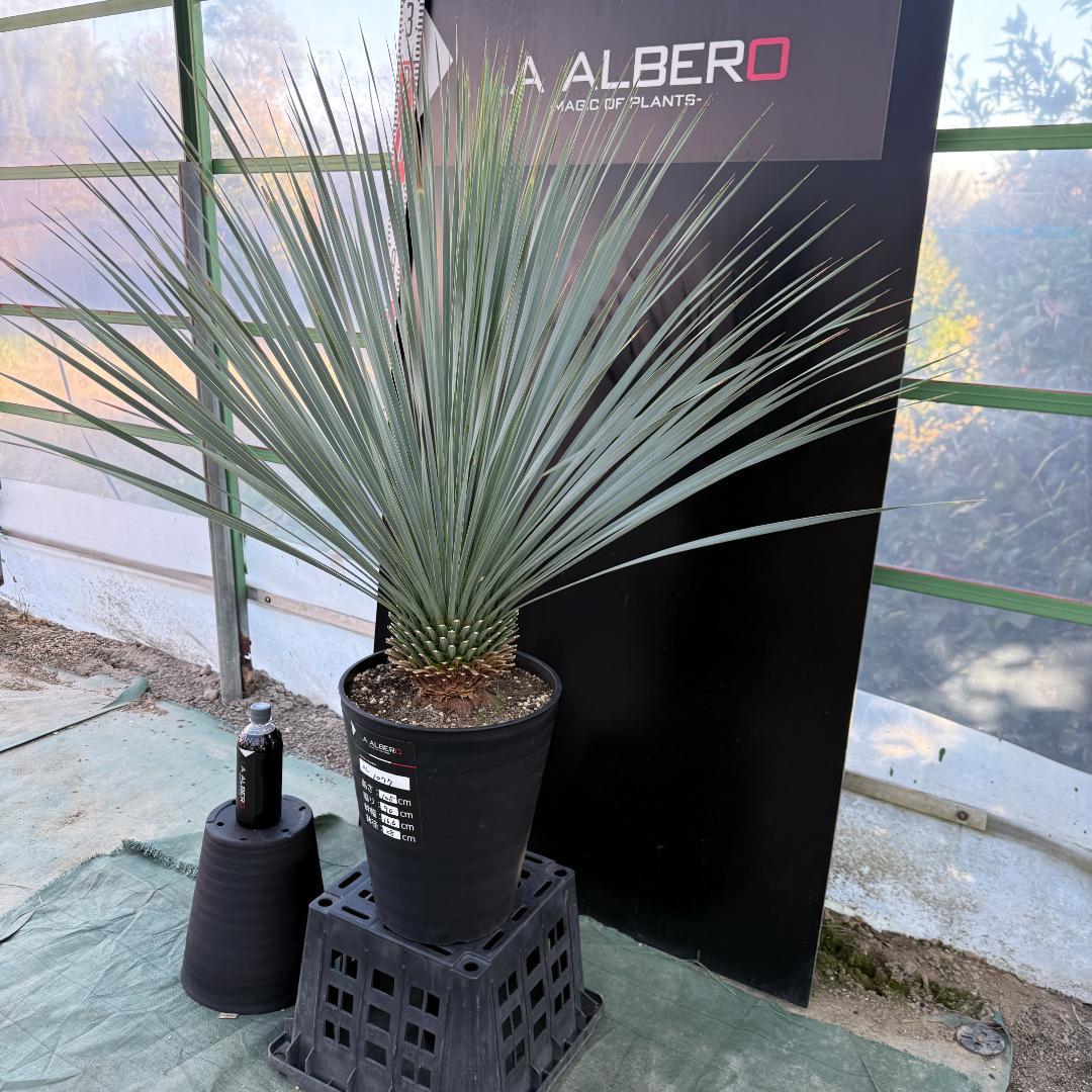 【AL1077】ユッカ　LA ALBERO　ランチョブルー　数量限定販売