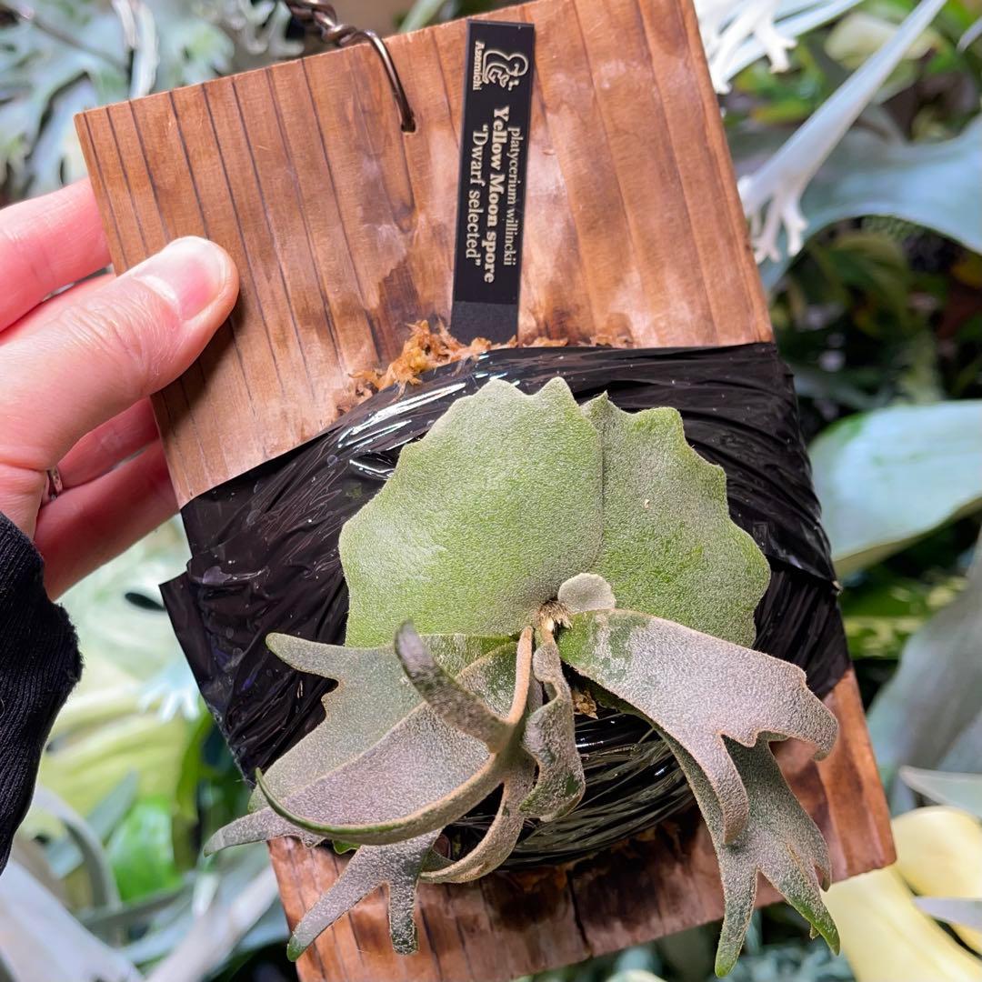 ビカクシダ yellow moon spore dwarf selected