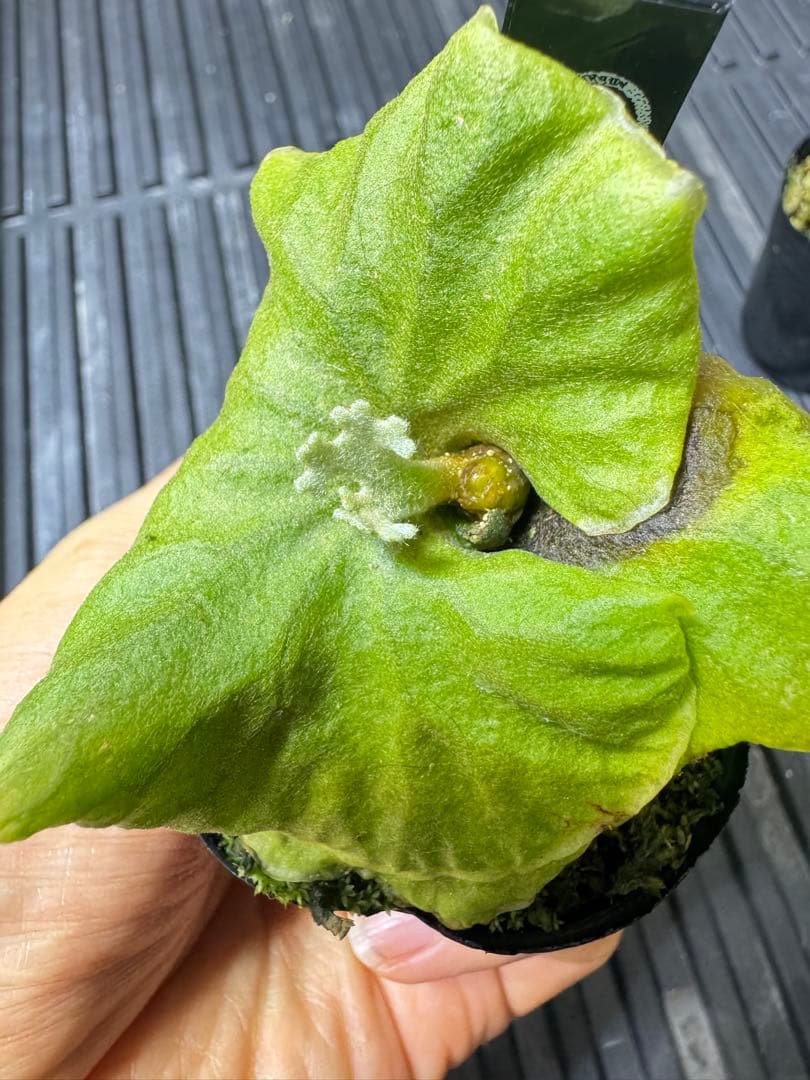willinckii Fly dwarf 確定　オマケ付き
