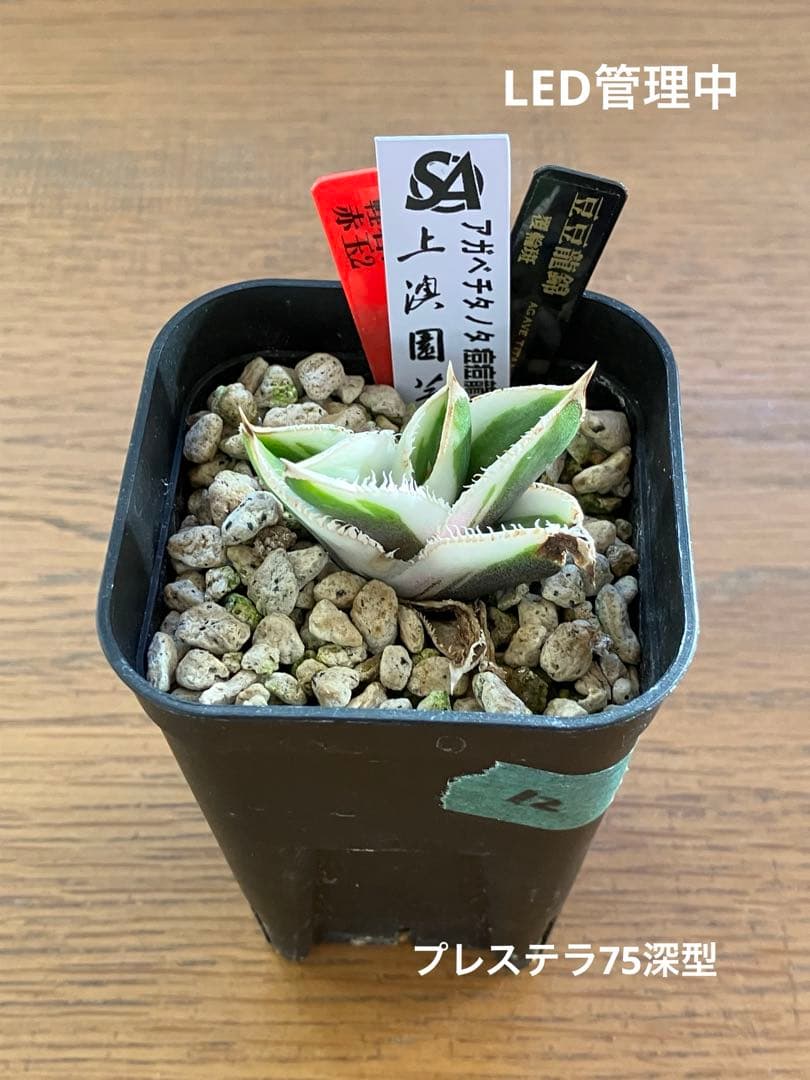 錦フェア【鉢ごと発送】速達　選抜　安定株　アガベ　豆豆龍錦　覆輪斑　TC