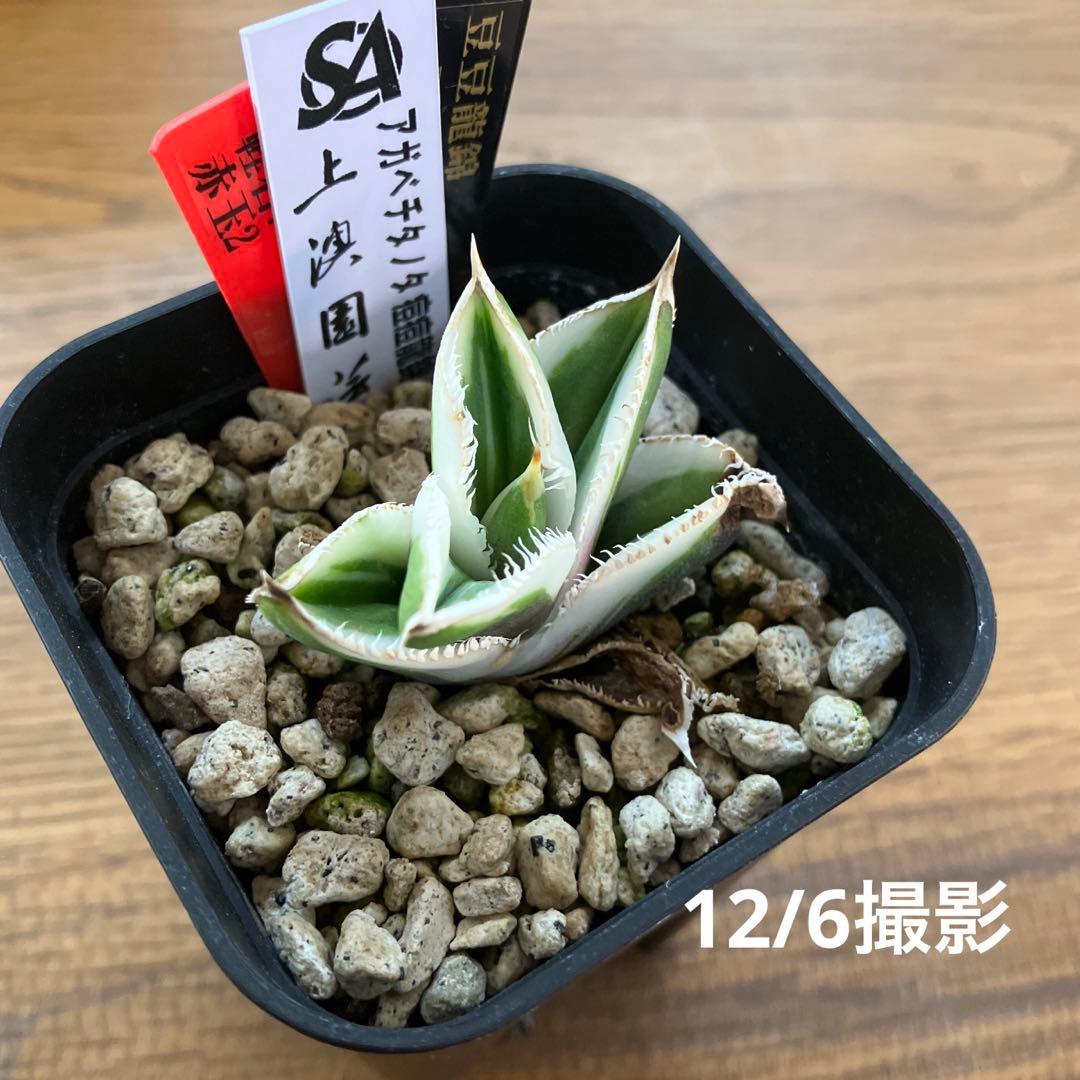 錦フェア【鉢ごと発送】速達　選抜　安定株　アガベ　豆豆龍錦　覆輪斑　TC