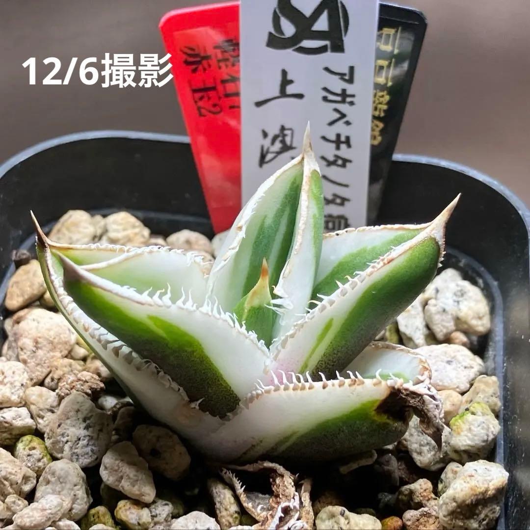 錦フェア【鉢ごと発送】速達　選抜　安定株　アガベ　豆豆龍錦　覆輪斑　TC