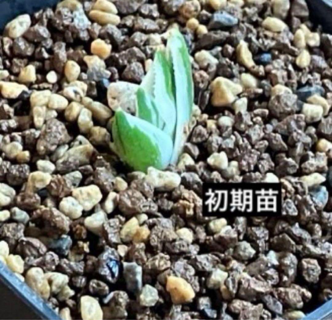 錦フェア【鉢ごと発送】速達　選抜　安定株　アガベ　豆豆龍錦　覆輪斑　TC