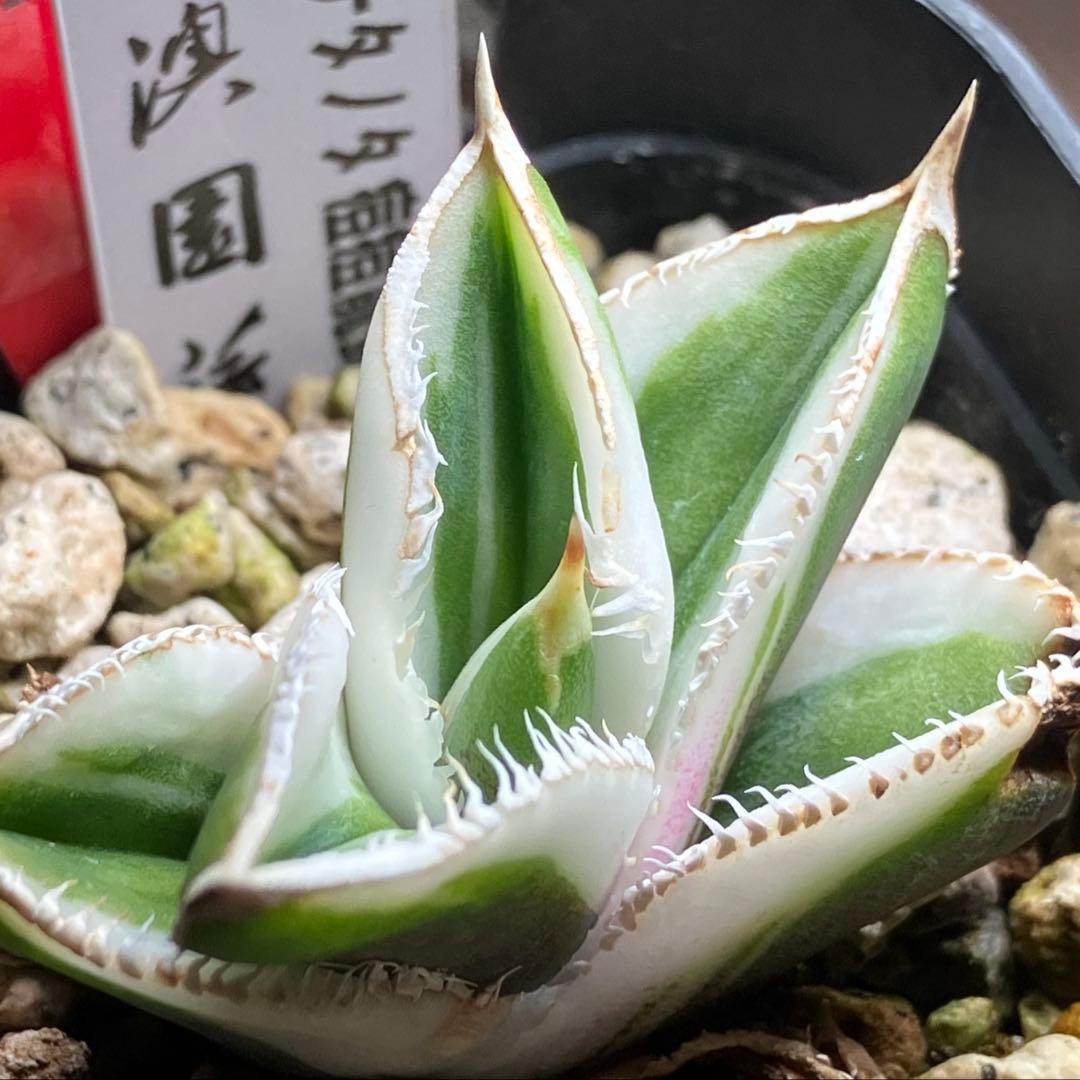 錦フェア【鉢ごと発送】速達　選抜　安定株　アガベ　豆豆龍錦　覆輪斑　TC