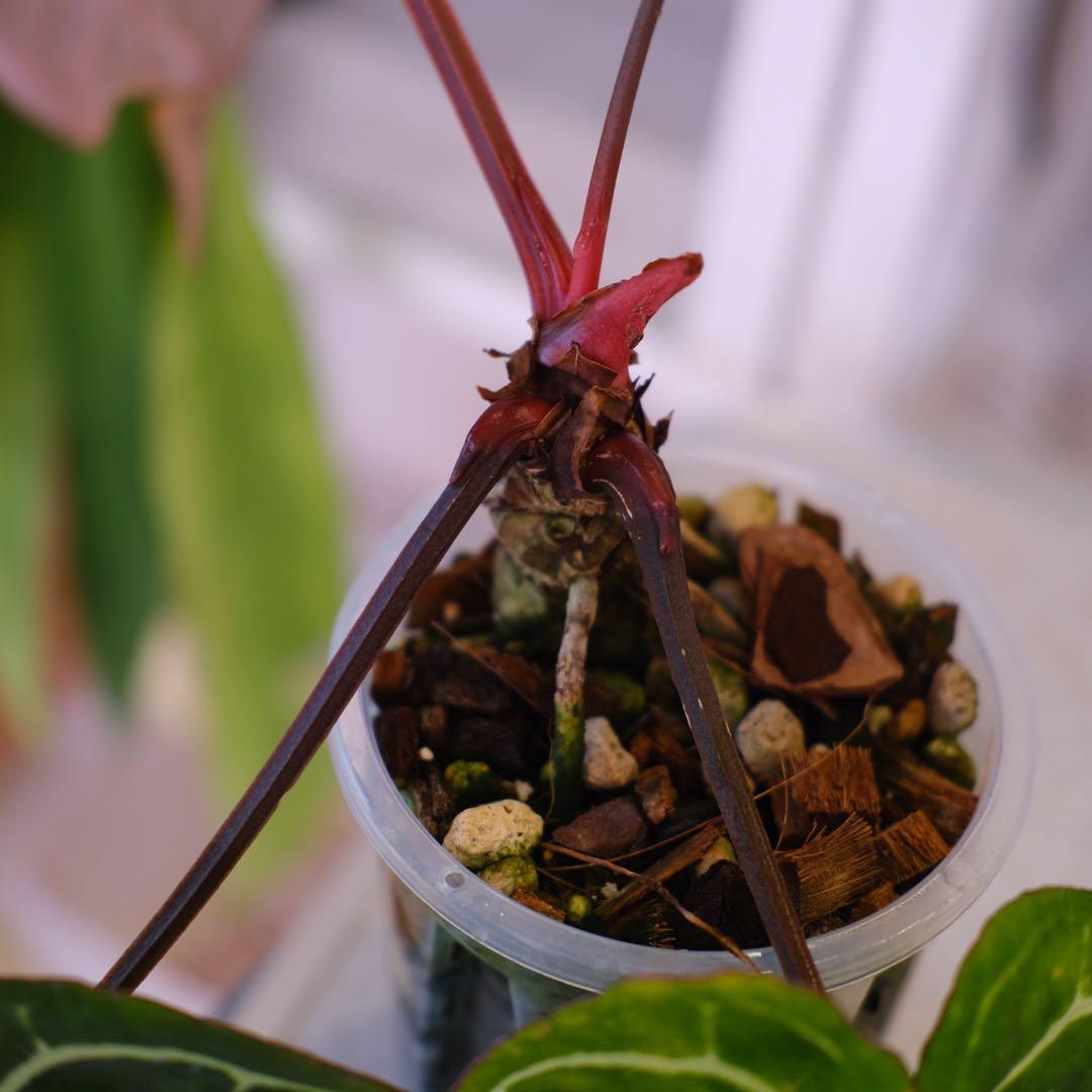 Anthurium Carlablackiae｜アンスリウム カーラブラッキー