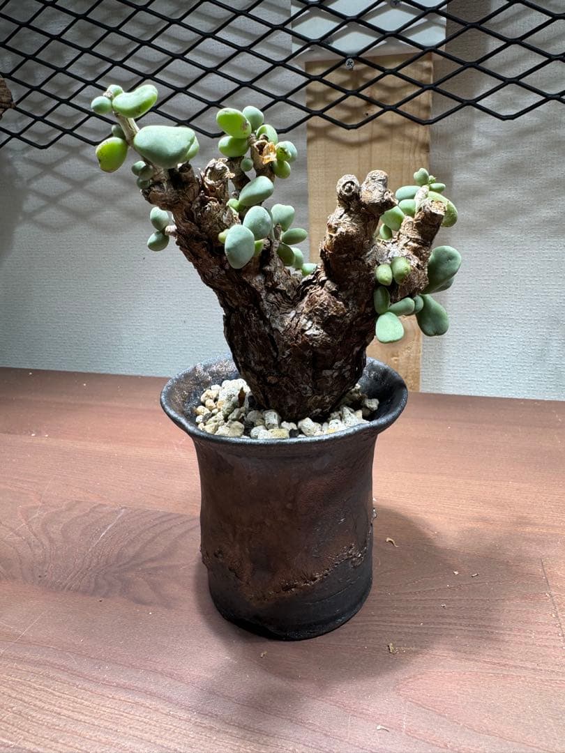 ケラリア　ピグマエア　レトロフラクタル