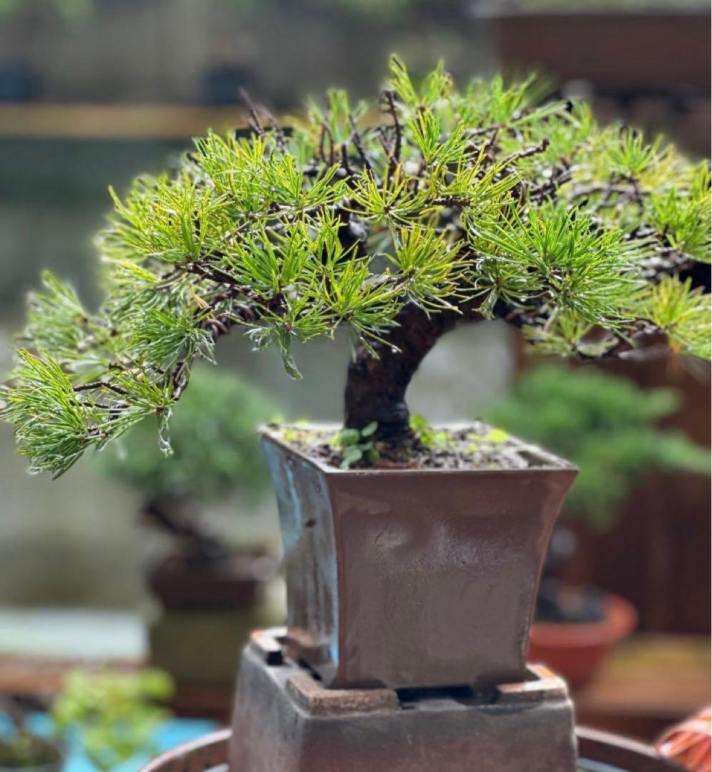 五葉松盆栽