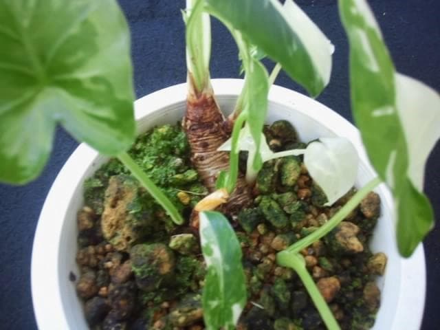 斑入り　クワズイモ　苗　株　観葉植物　アロカシア　花卉/園芸