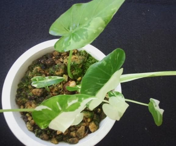 斑入り　クワズイモ　苗　株　観葉植物　アロカシア　花卉/園芸