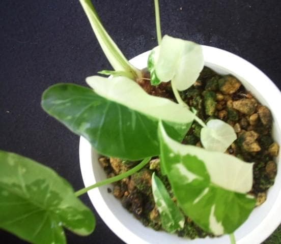 斑入り　クワズイモ　苗　株　観葉植物　アロカシア　花卉/園芸