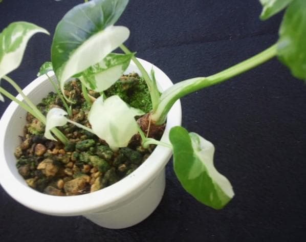 斑入り　クワズイモ　苗　株　観葉植物　アロカシア　花卉/園芸