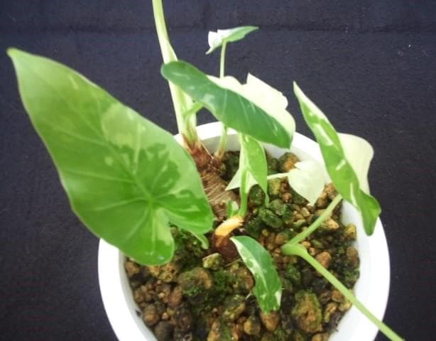 斑入り　クワズイモ　苗　株　観葉植物　アロカシア　花卉/園芸