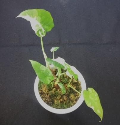 斑入り　クワズイモ　苗　株　観葉植物　アロカシア　花卉/園芸