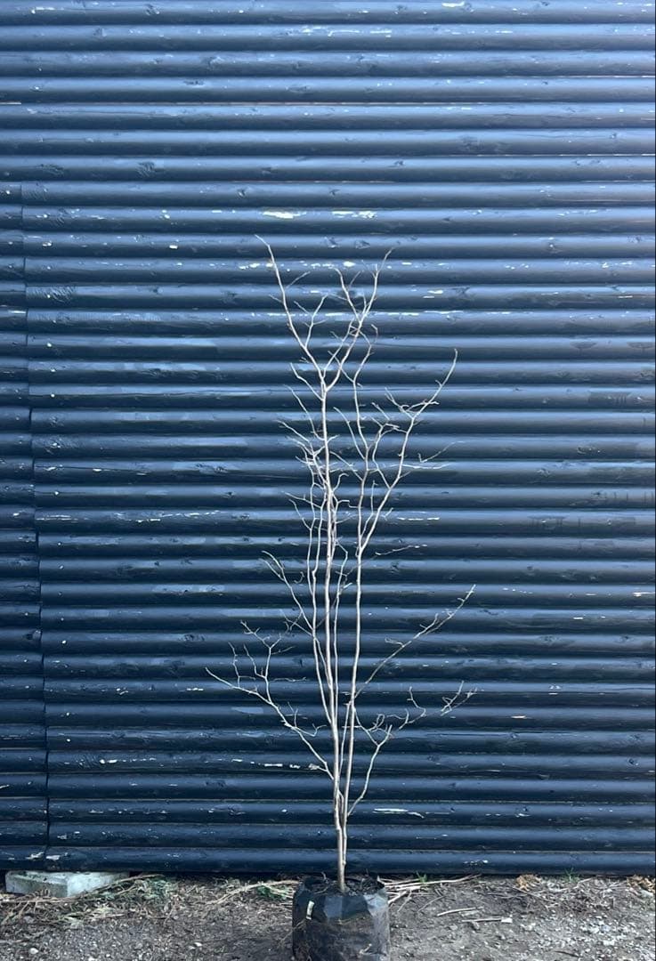 山採り天然　ナツハゼ　2