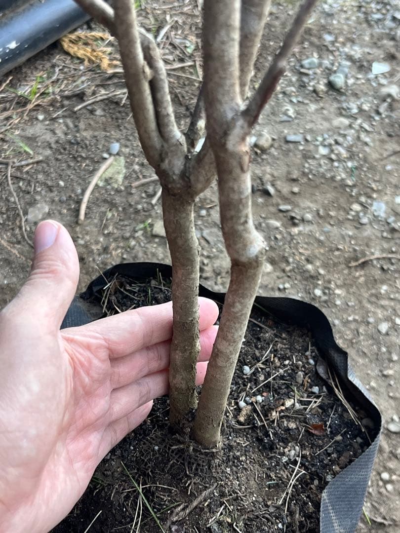 山採り天然　ナツハゼ　2