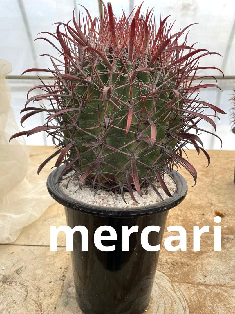 サボテン フェロカクタス 神仙玉