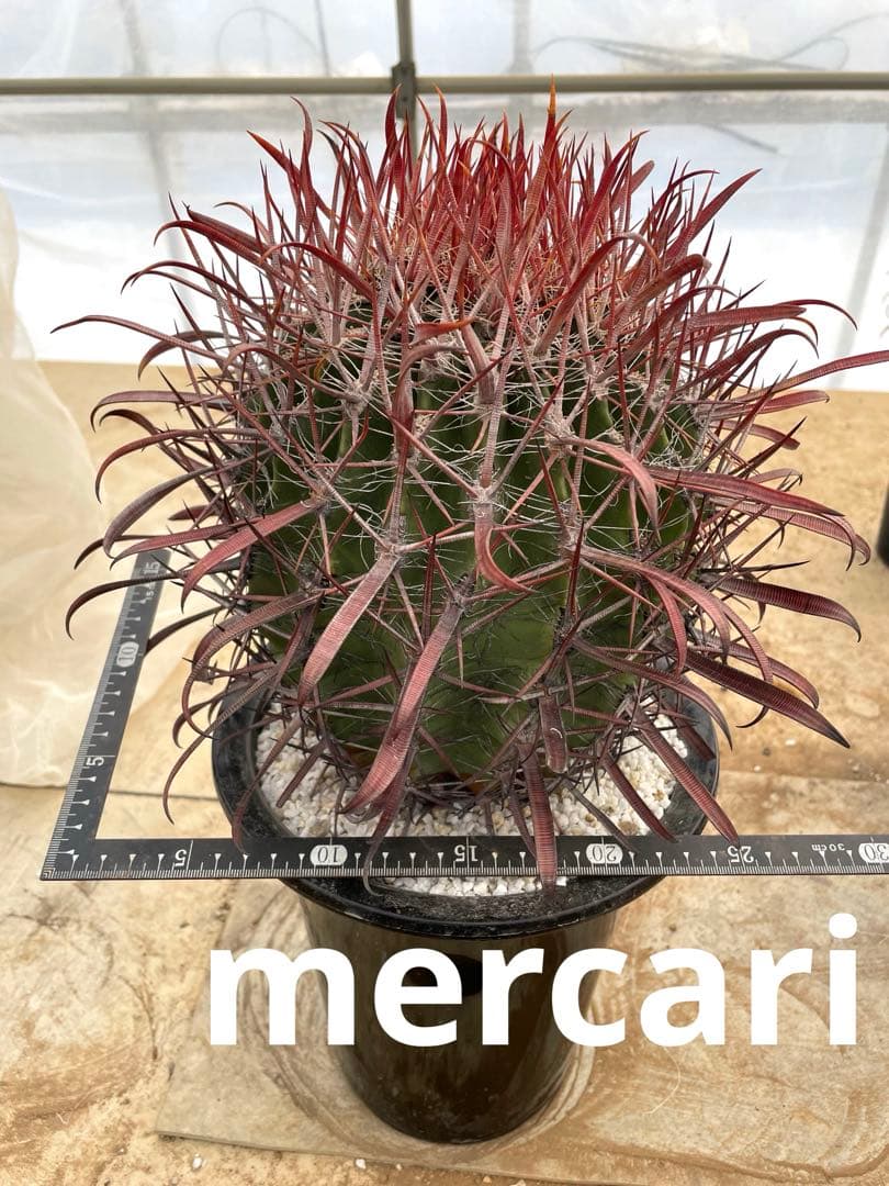 サボテン フェロカクタス 神仙玉