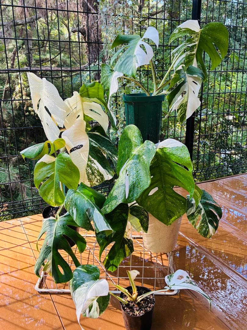 【5鉢セット 】ボルシギアナ ホワイトタイガ