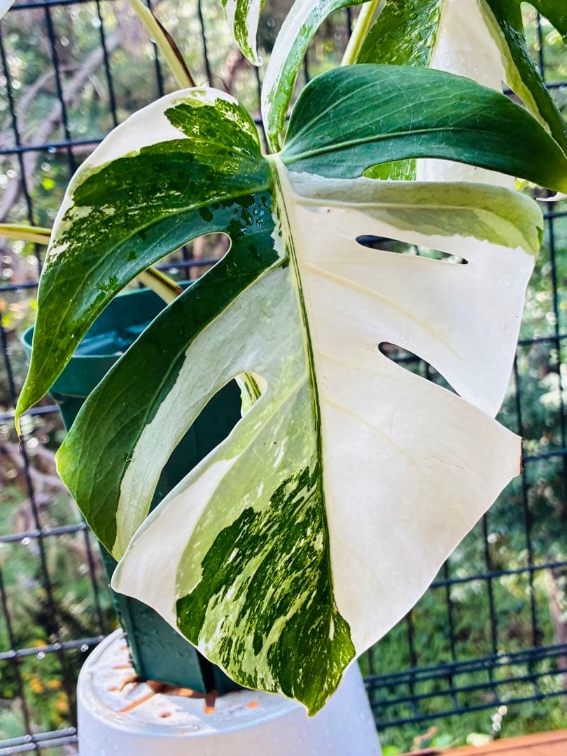 【5鉢セット 】ボルシギアナ ホワイトタイガ