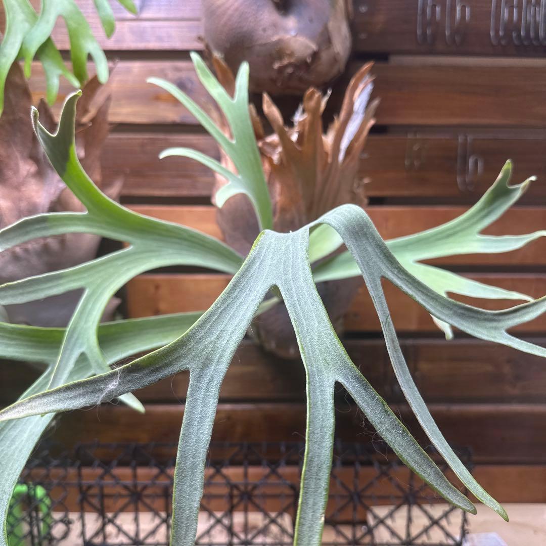 ビカクシダ ホワイトホーク