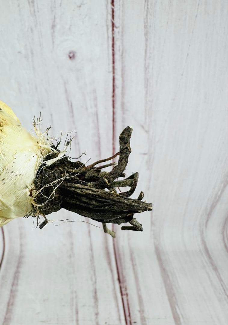 17 アガベ ユタエンシス エボリスピナ 陽炎 太葉