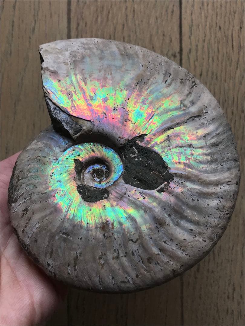【限定価格】マダガスカル産　アンモナイト化石青（マダガスカリエンス）大サイズ