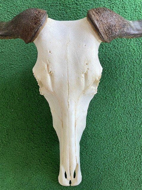 オグロヌー スカルホーン　※捕獲データ付