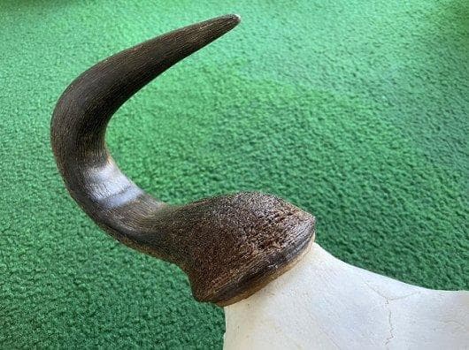 オグロヌー スカルホーン　※捕獲データ付