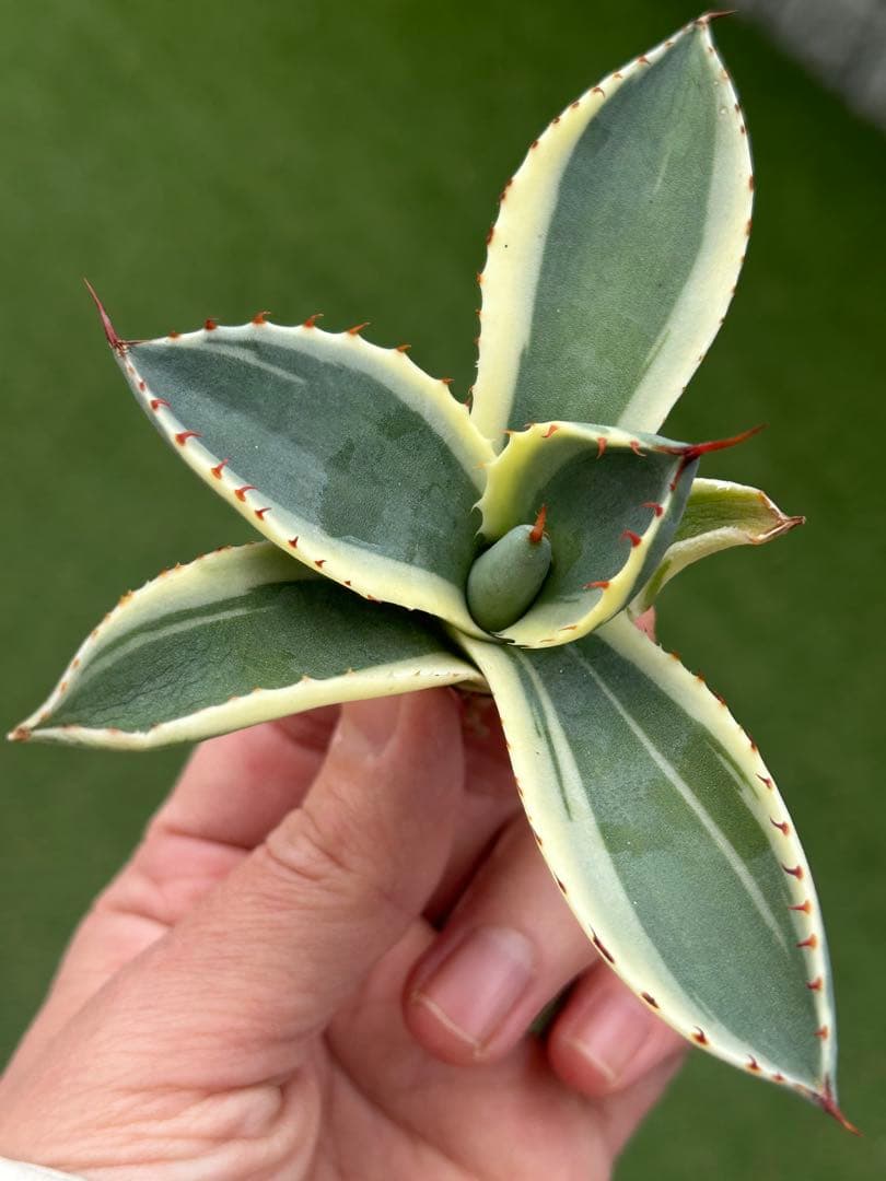 激レア最高級株！発根済み！オリザバ④極上株！アガベ　根付き