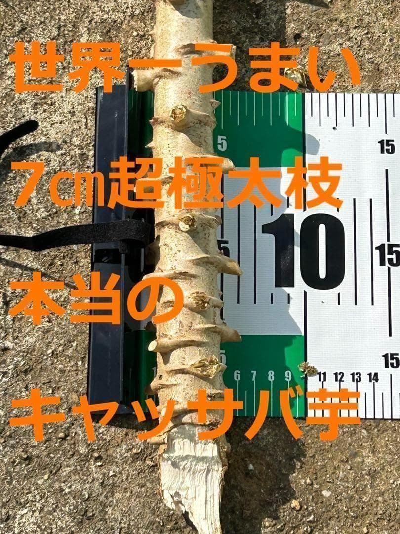 旨すぎる芋◆ゴールデン・キャッサバ★80サイズ段ボール大箱満杯★挿し木枝たっぷり