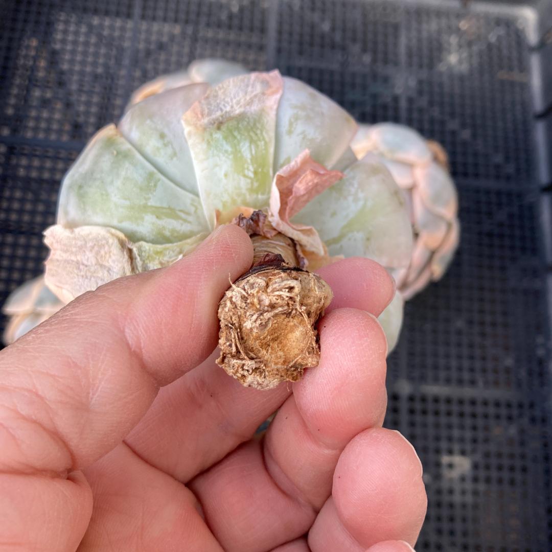 エケベリア　韓国苗　大苗　マケベニア錦　多肉植物　ポコ多肉
