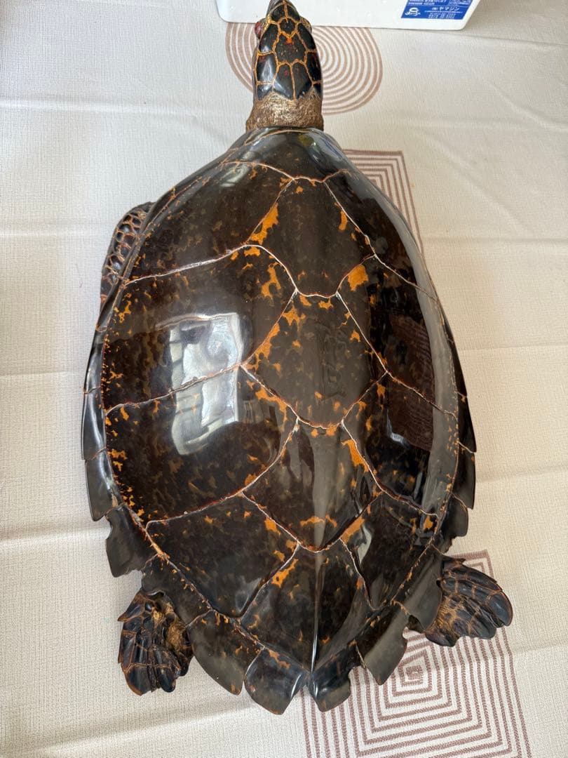 その他 Tartaruga