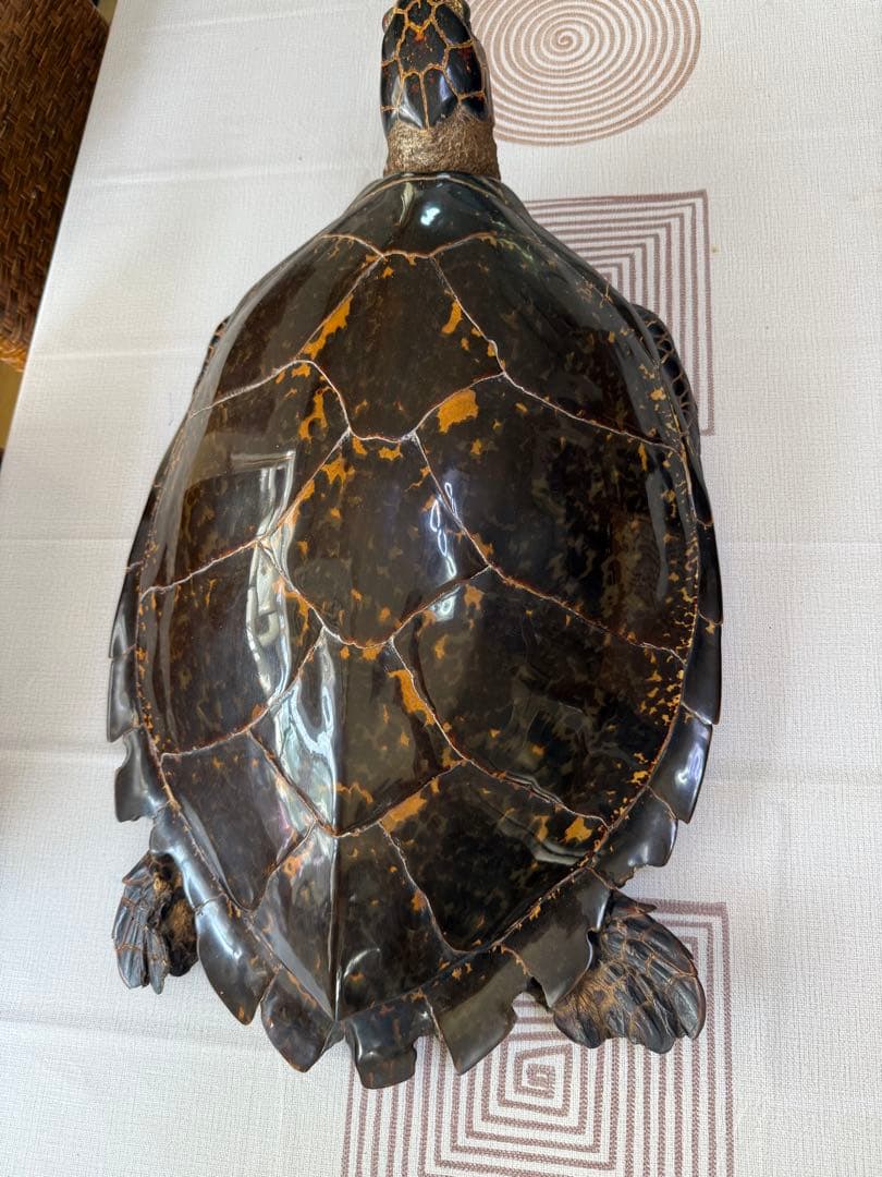 その他 Tartaruga