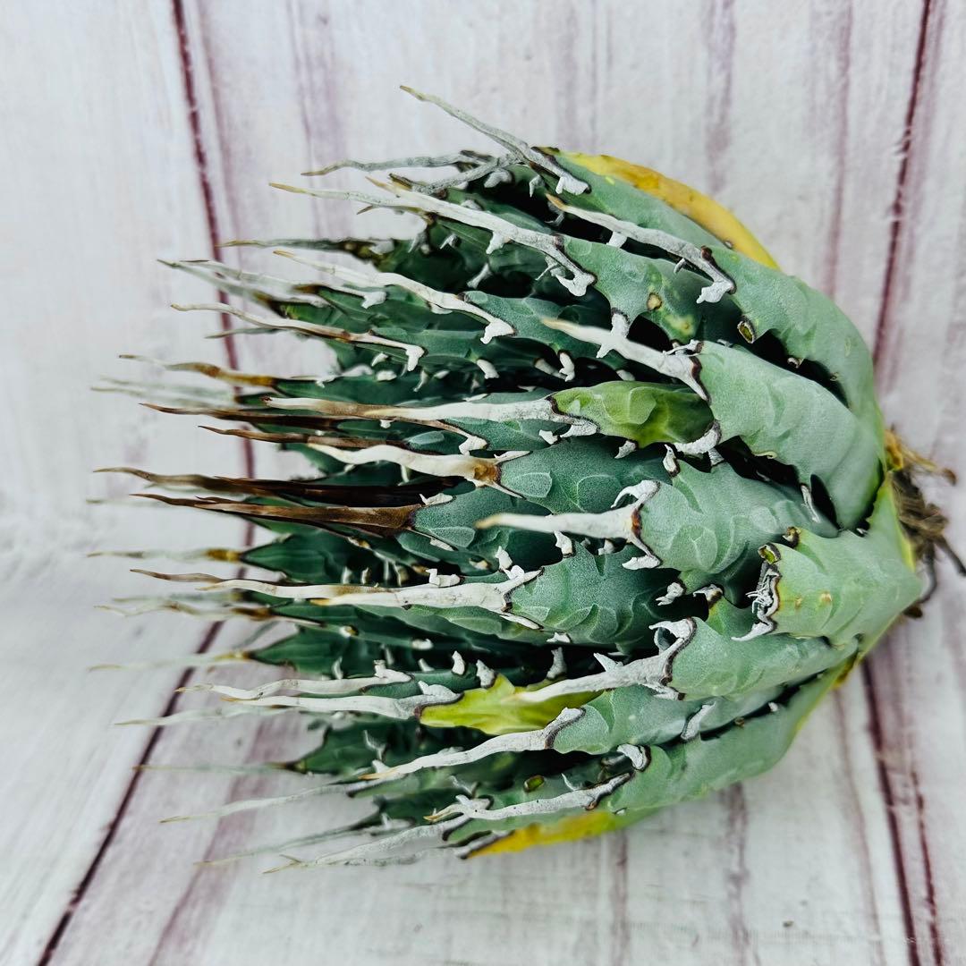 723 アガベ ユタエンシス エボリスピナ 短葉　陽炎