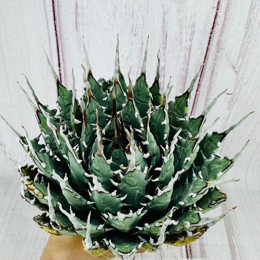 723 アガベ ユタエンシス エボリスピナ 短葉　陽炎