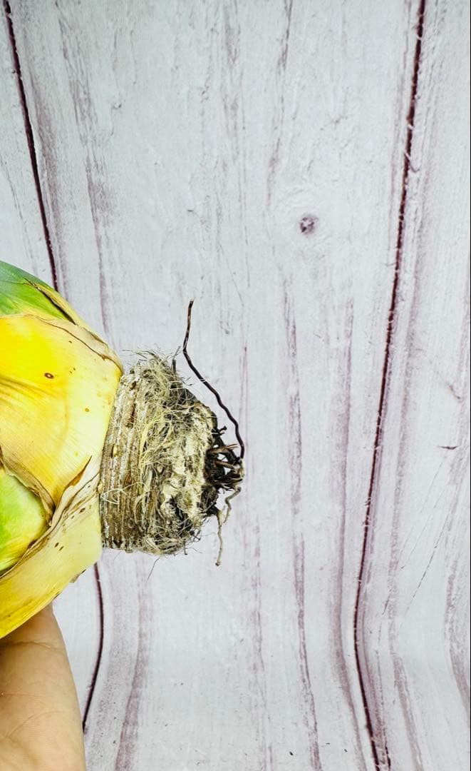 723 アガベ ユタエンシス エボリスピナ 短葉　陽炎